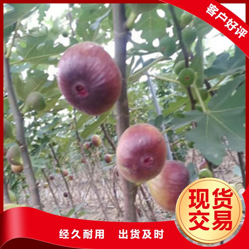 无花果苗-无花果苗保量