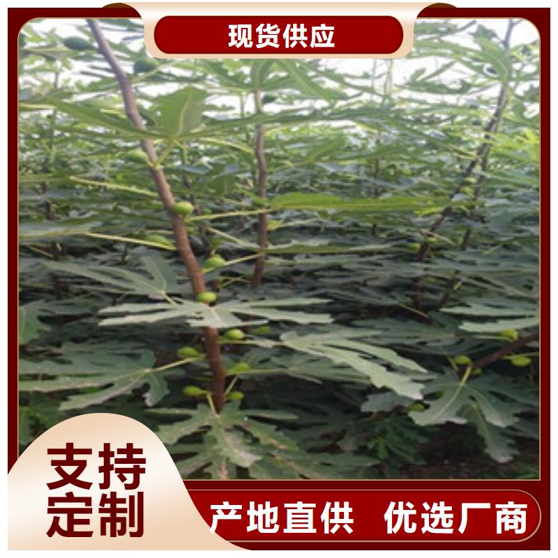 无花果苗工作原理