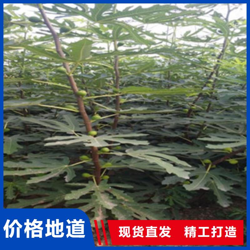 无花果苗样式众多多年实力厂家
