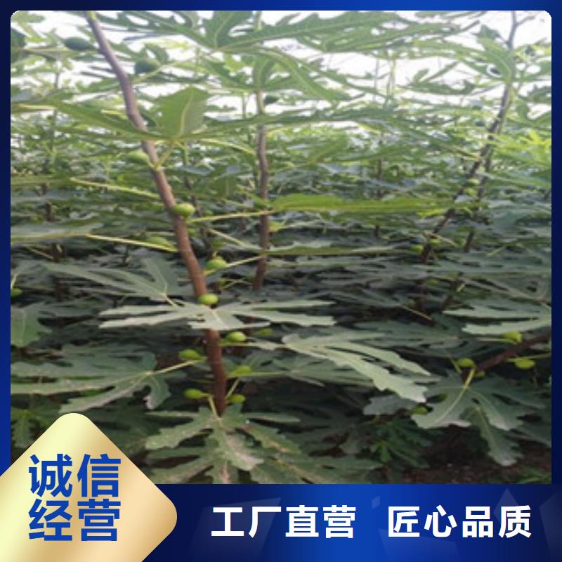 买无花果苗必看-来电咨询