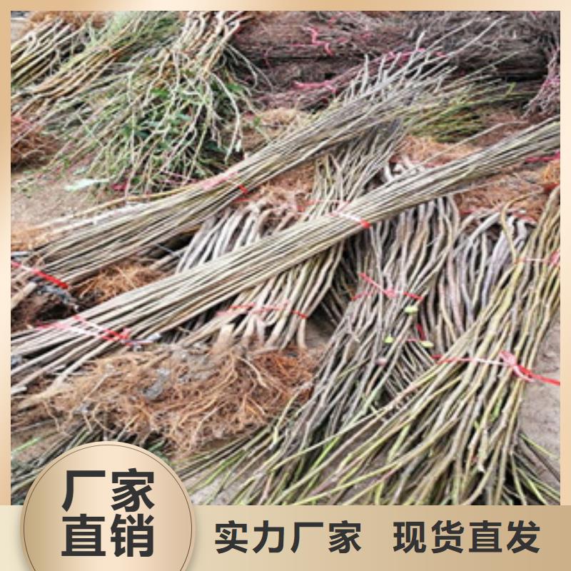 无花果苗行情报价生产型
