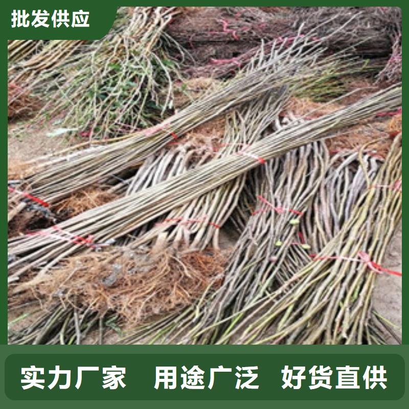 关于无花果苗的小知识
