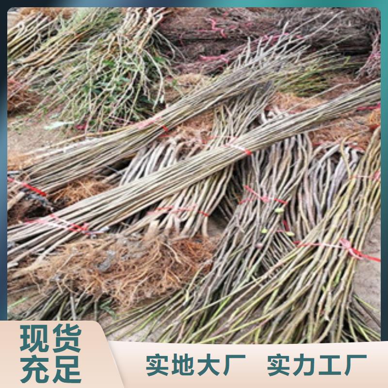 无花果苗厂家优选
