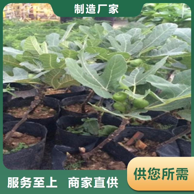 资讯：无花果苗厂家同城生产厂家