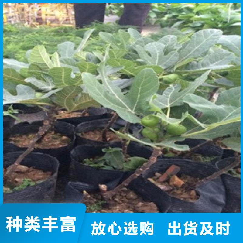 无花果苗提供定制