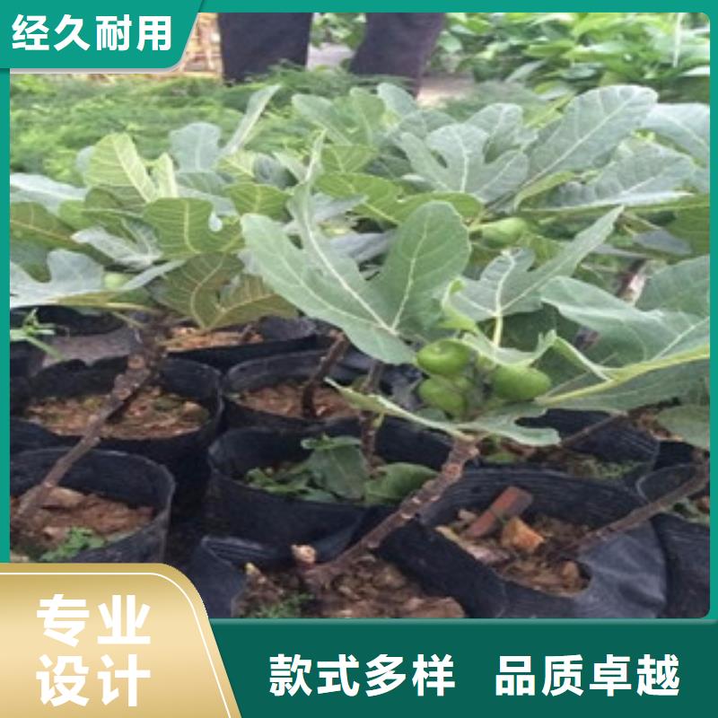 无花果苗质量认证