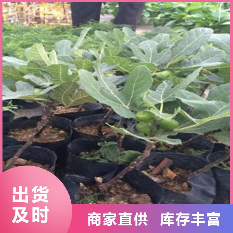 卖无花果苗的经销商