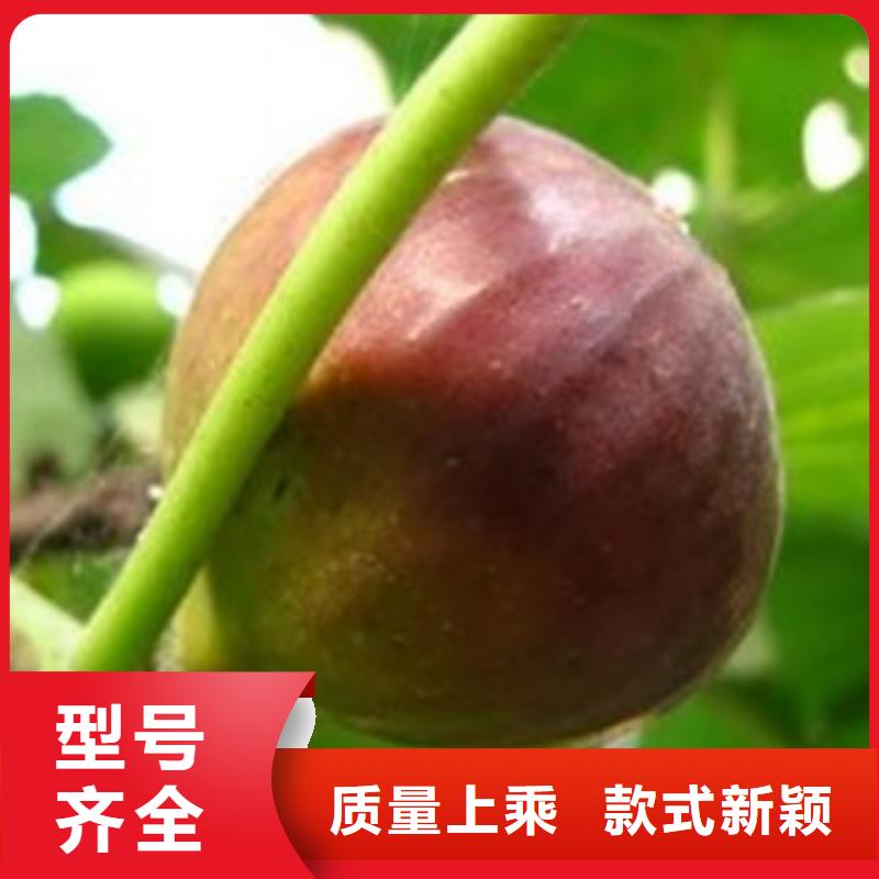 支持定制的无花果苗基地