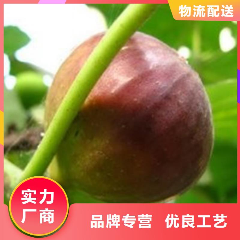 无花果苗品质优越可接急单