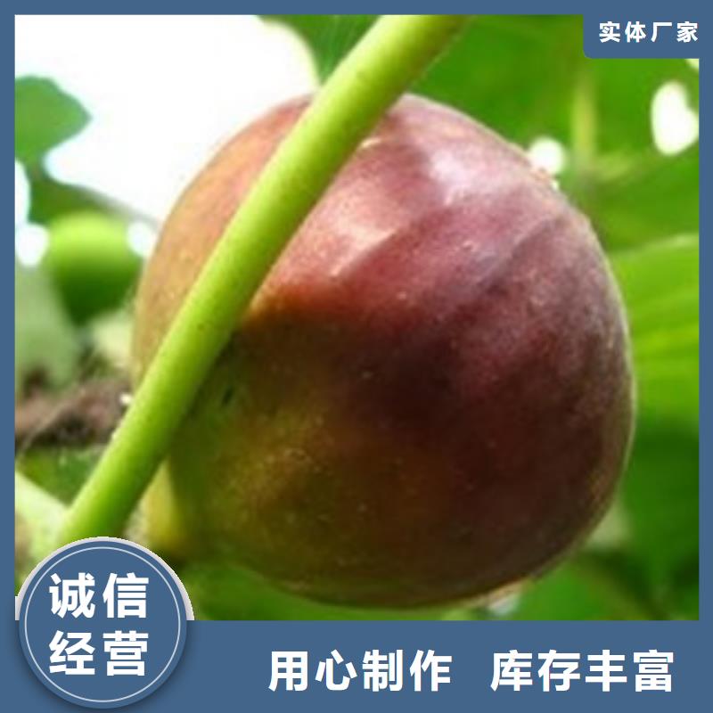 服务周到的无花果苗经销商