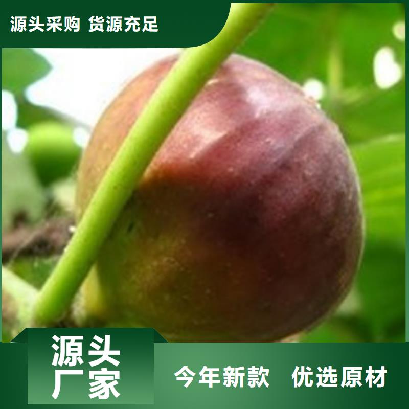 质量优的无花果苗实体厂家