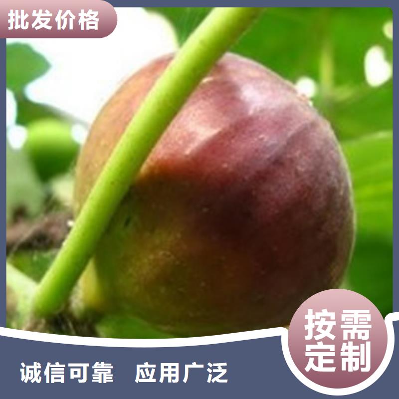 无花果苗材质