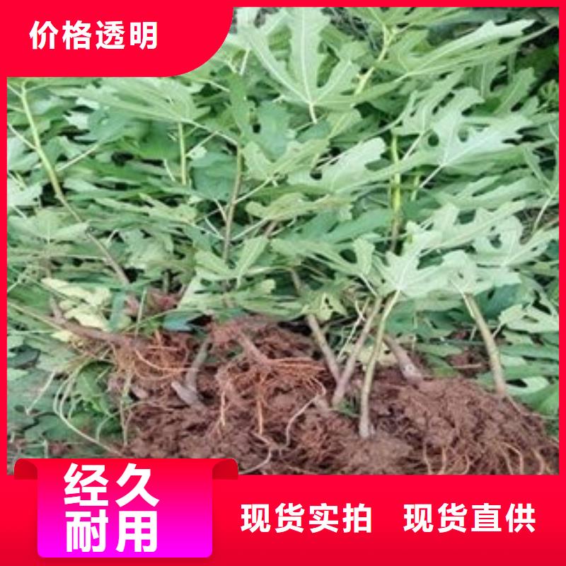 无花果苗发货快多家仓库发货