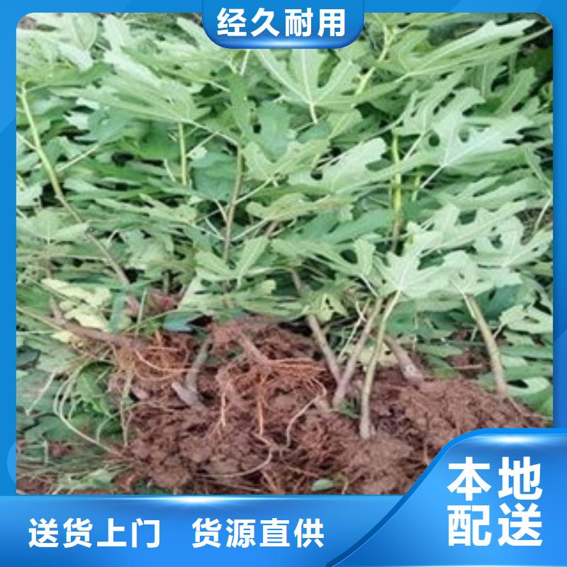 无花果苗送货上门严格把关质量放心