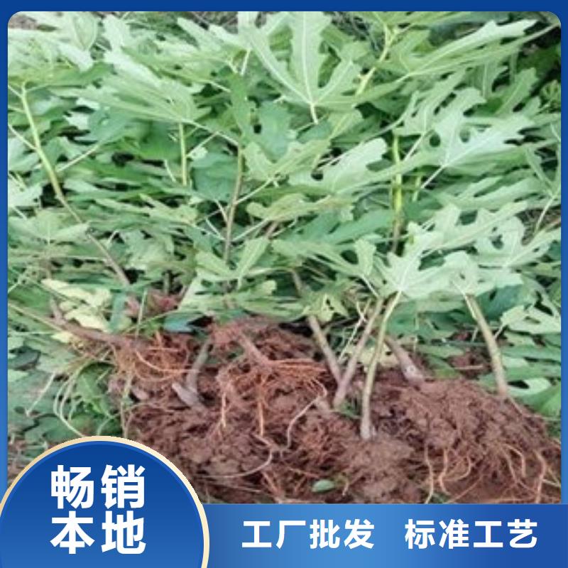 生产无花果苗的厂家同城货源