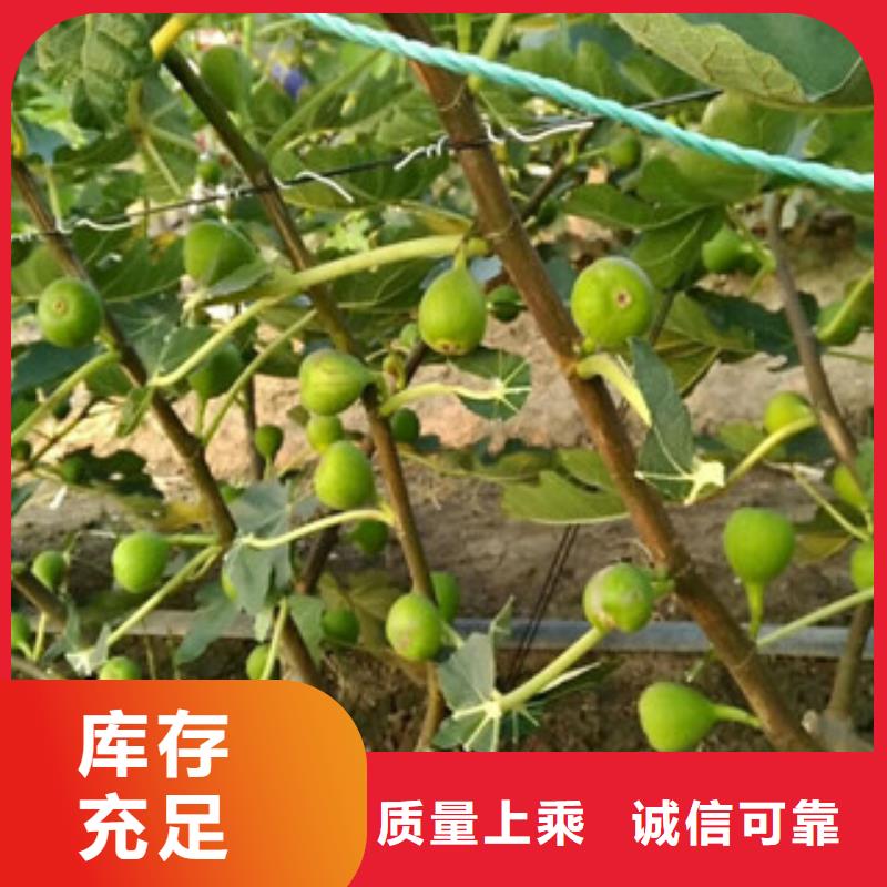 无花果苗厂家好口碑一周内发货