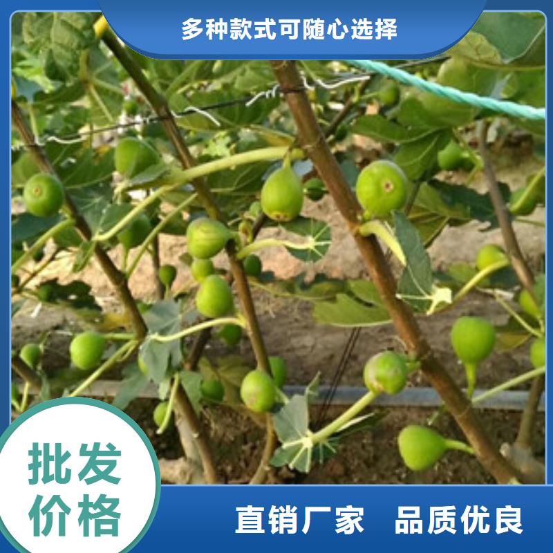 无花果苗可零售经验丰富品质可靠