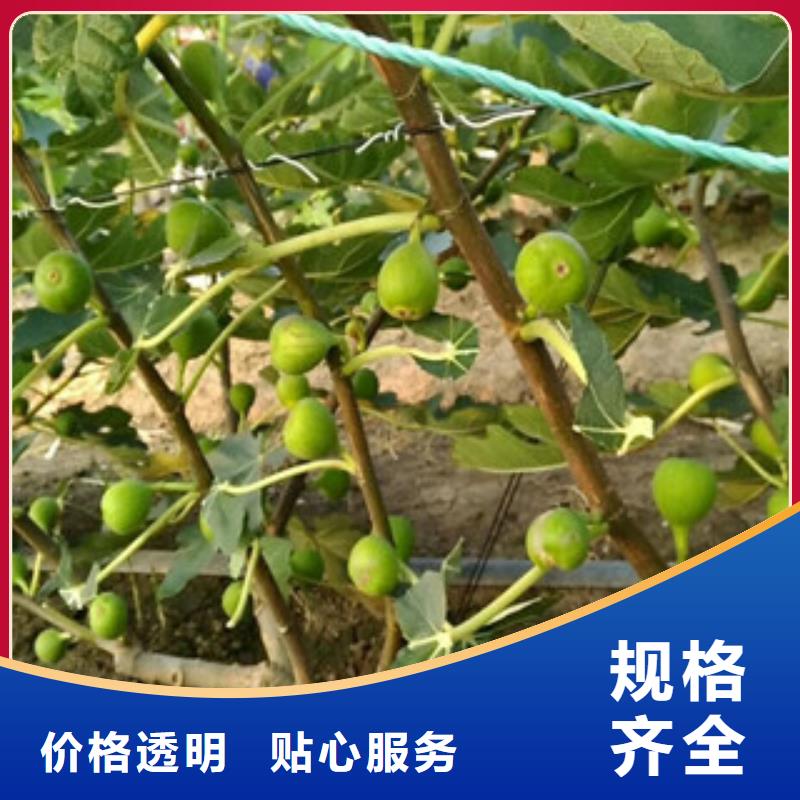 能做无花果苗的厂家同城公司