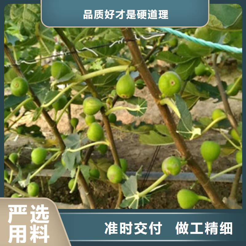 无花果苗优质之选货真价实