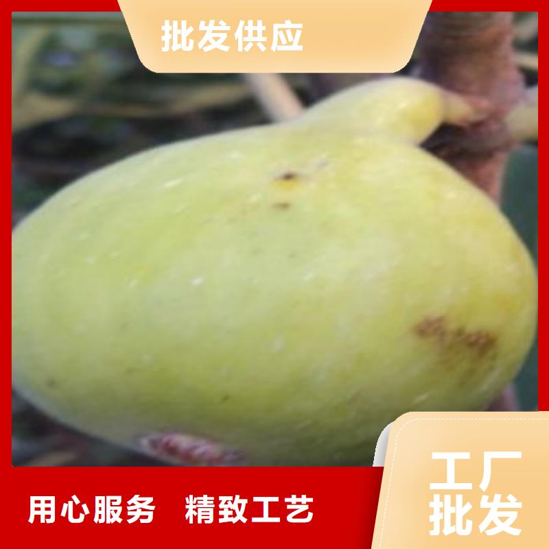 无花果苗价格从优