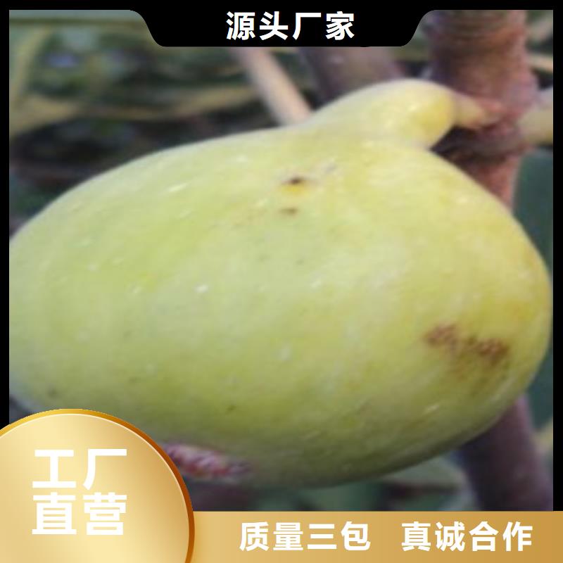 无花果苗材质