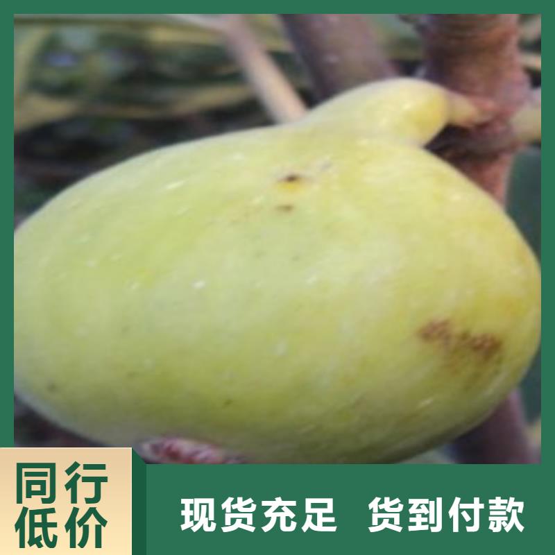无花果苗量大优惠