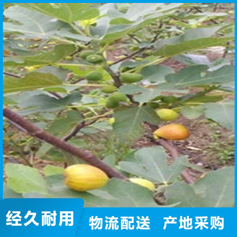 无花果苗现货即发