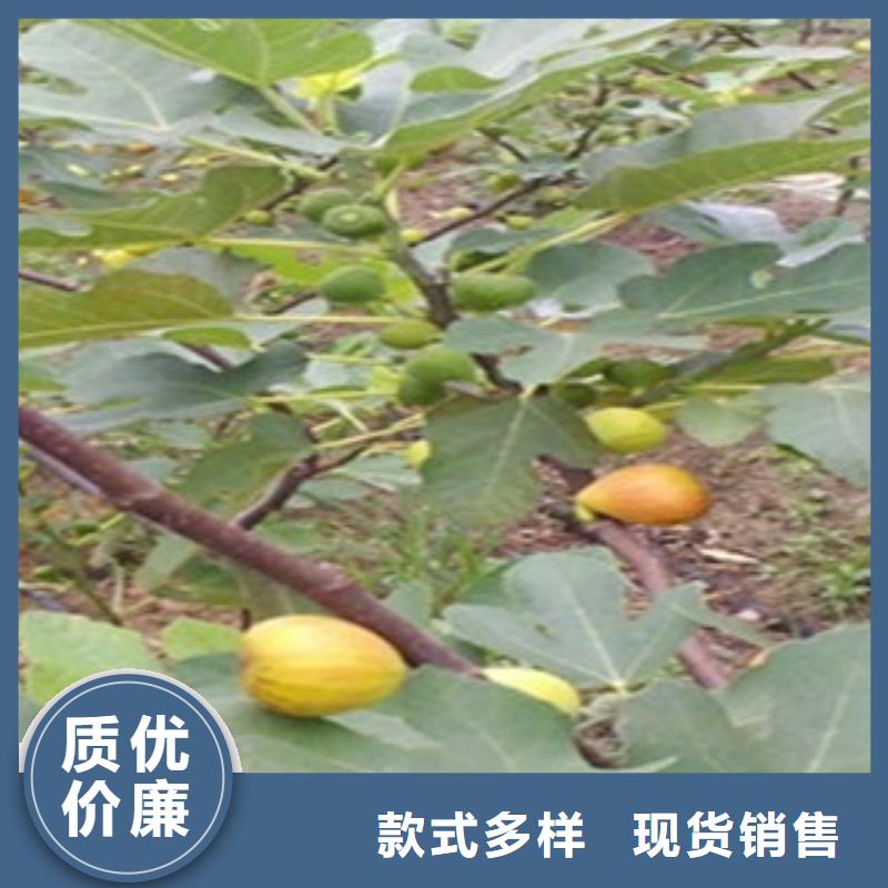 值得信赖的无花果苗销售厂家