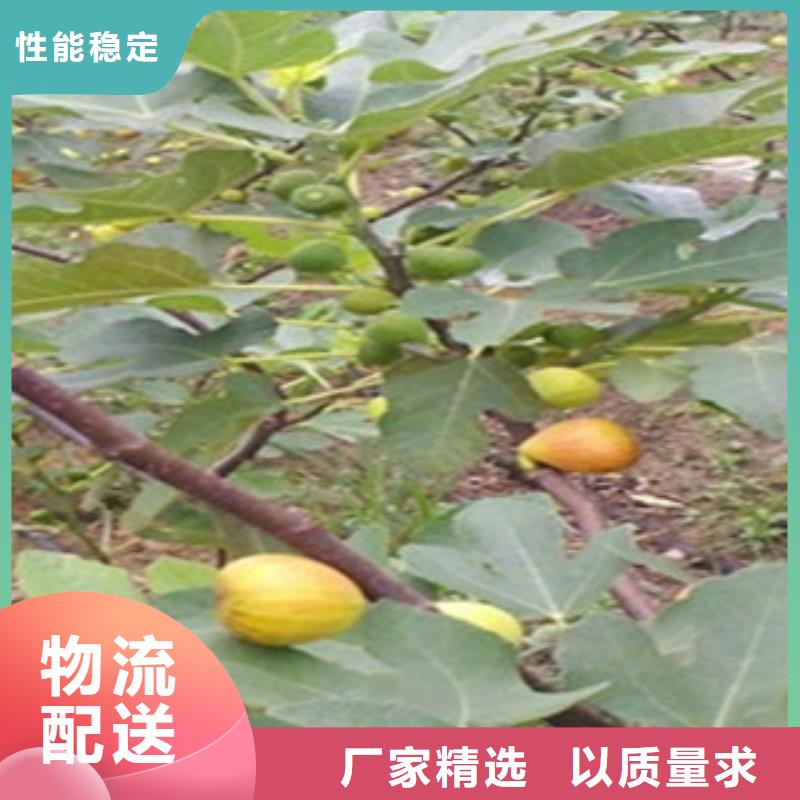 无花果苗以诚为本欢迎咨询专业生产品质保证