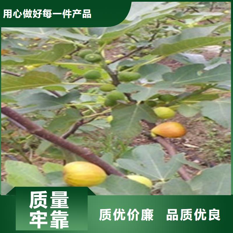 发货及时的无花果苗厂家详细参数