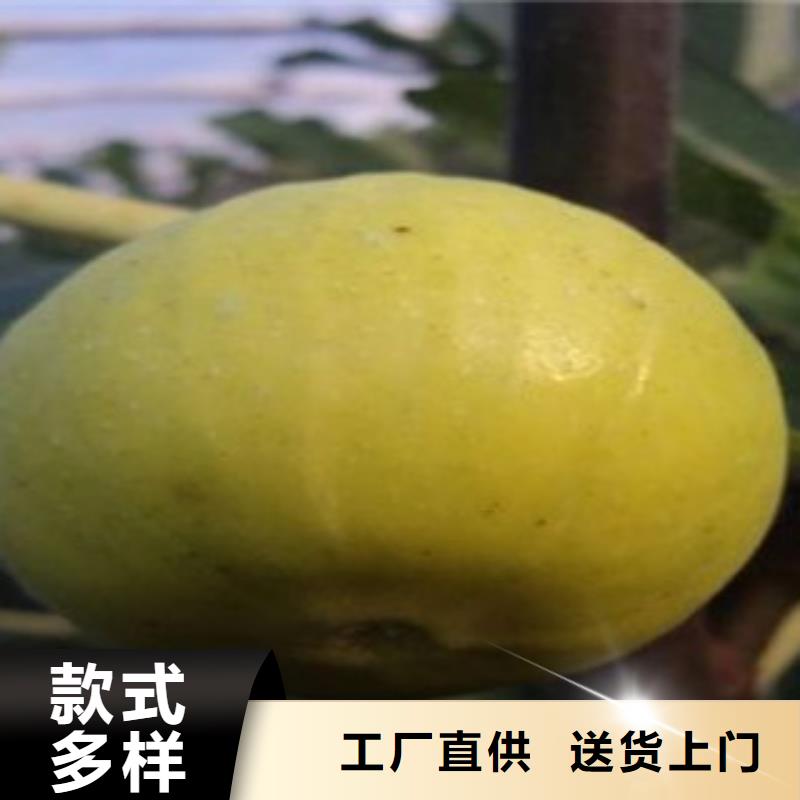 品质保证的无花果苗厂家定制不额外收费