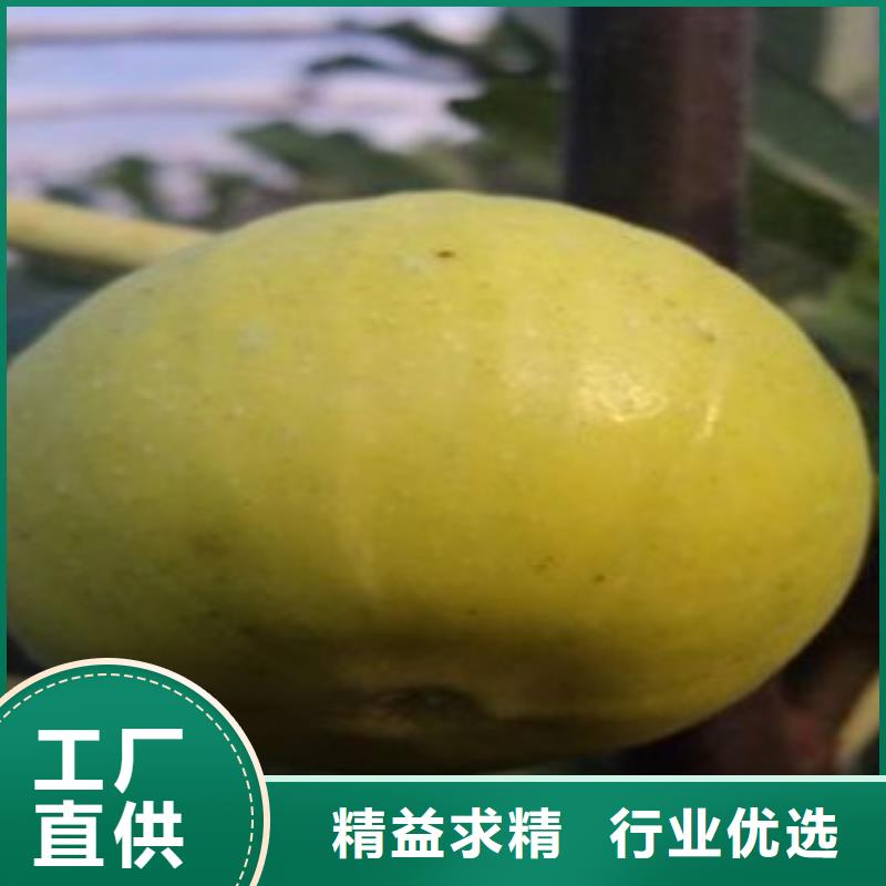 无花果苗远销海外当地服务商