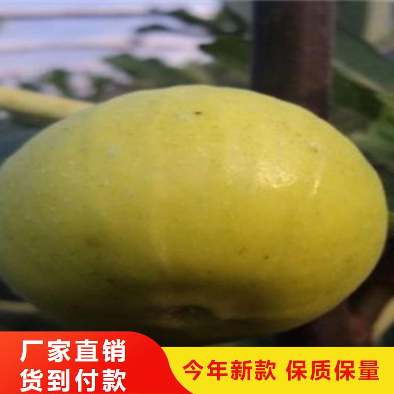 无花果苗厂家直售专业生产制造厂