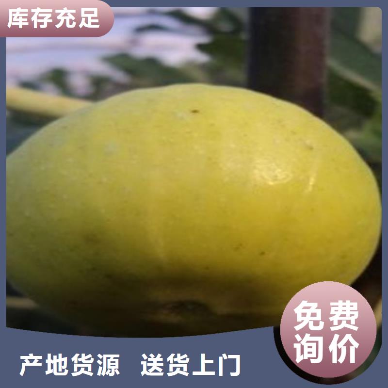 无花果苗