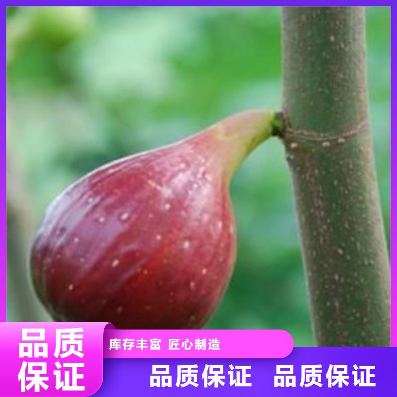 优质无花果苗库存充足价格透明