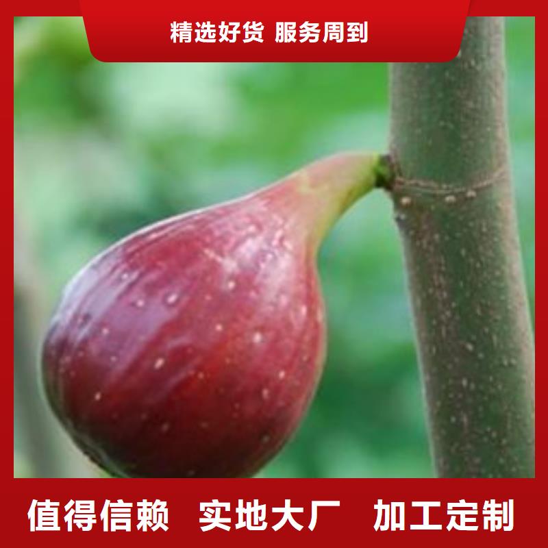 规格全的无花果苗实体厂家