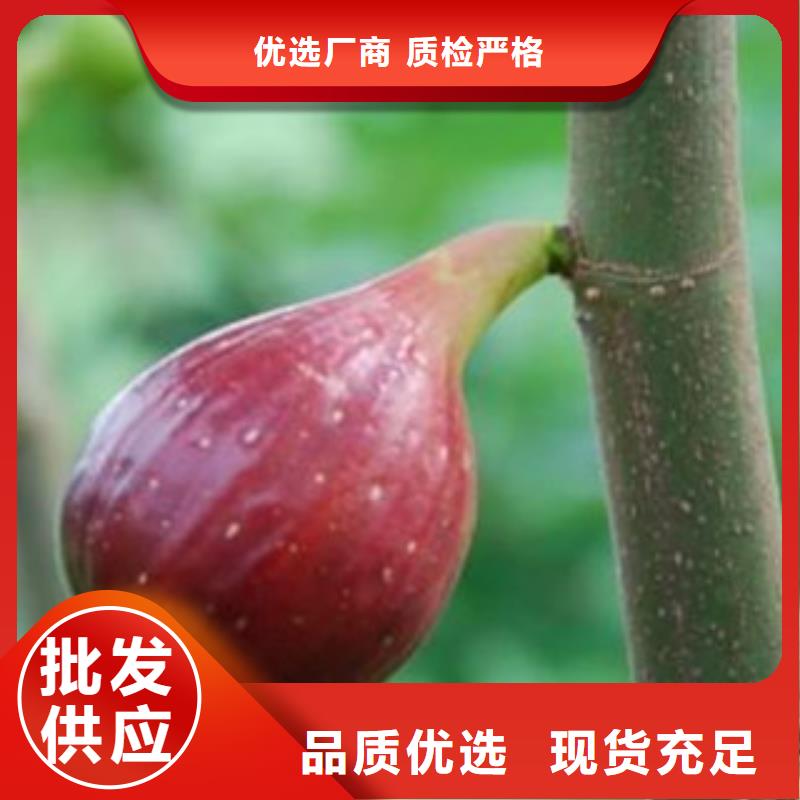 定制无花果苗公司用的放心