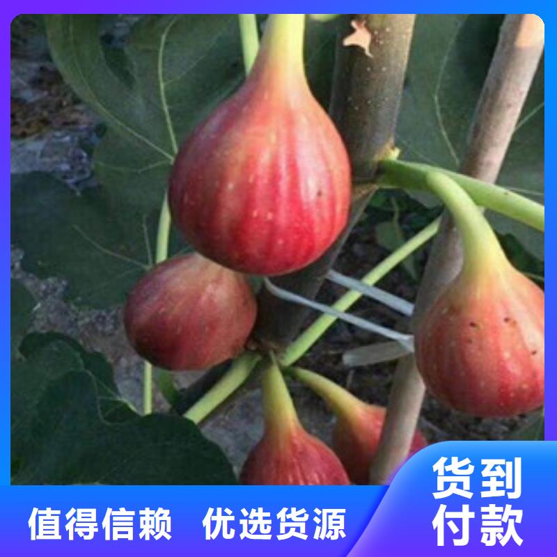 2025##无花果苗厂家##有限公司