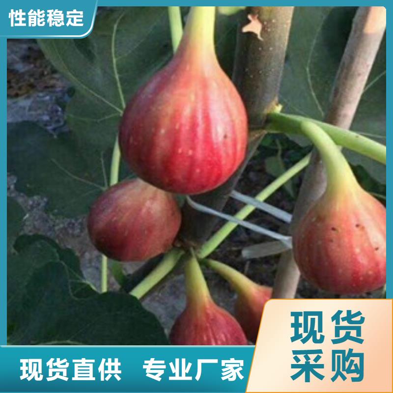 品质保证的无花果苗厂家