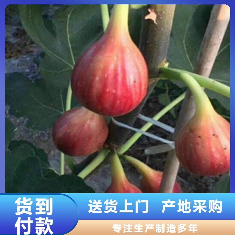 #无花果苗#-生产厂家