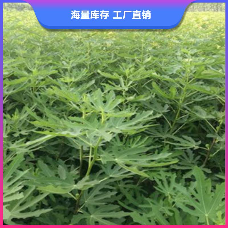 常年供应无花果苗厂家生产经验丰富