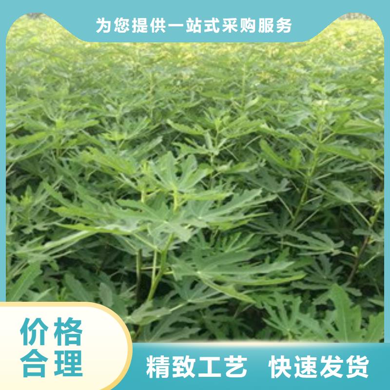 库存充足的无花果苗供货商