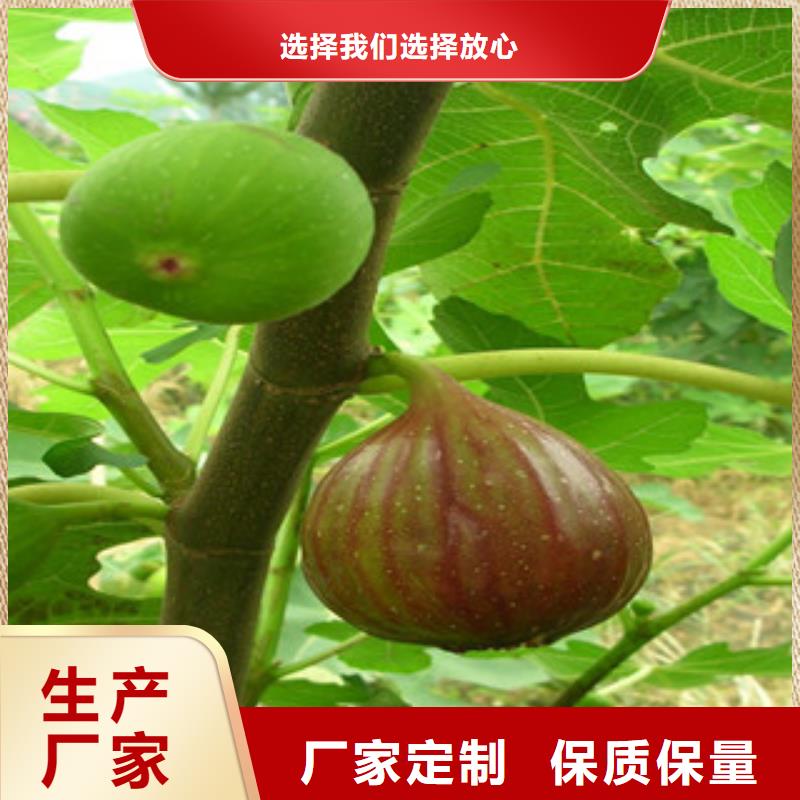 支持定制的无花果苗经销商源厂定制