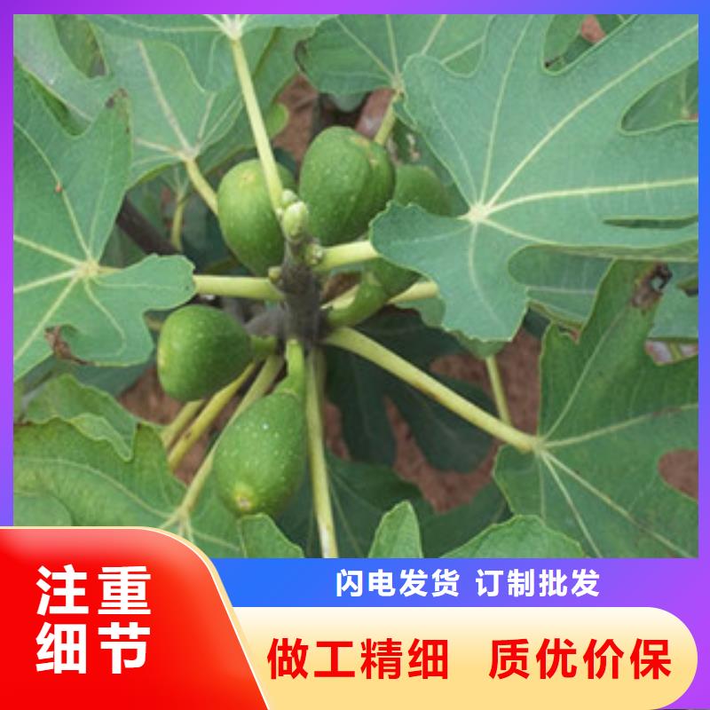 无花果苗-无花果苗保量