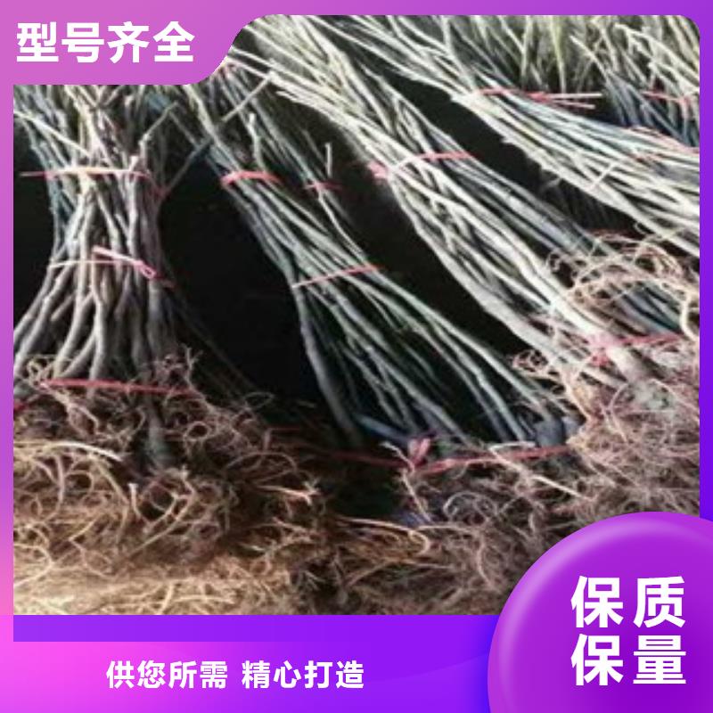 无花果苗-本地厂家