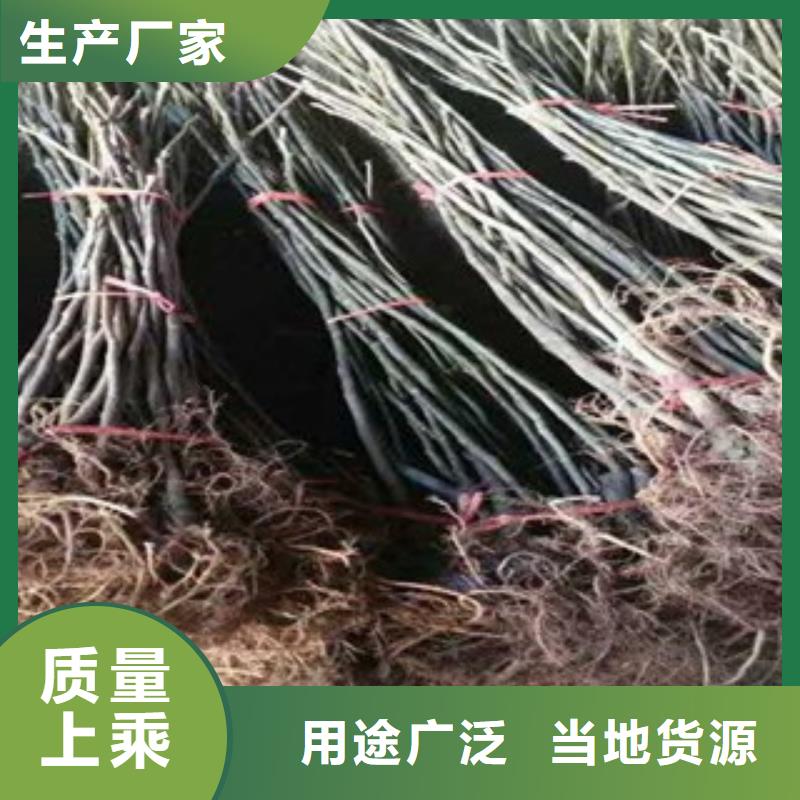 无花果苗商家认准大品牌厂家