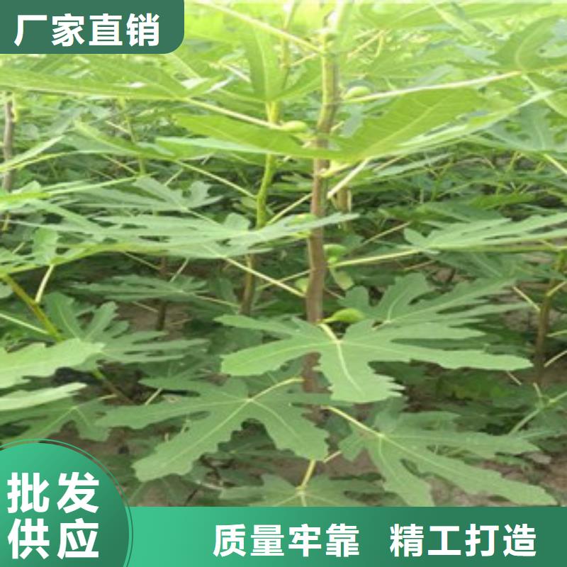 质量优的无花果苗实体厂家
