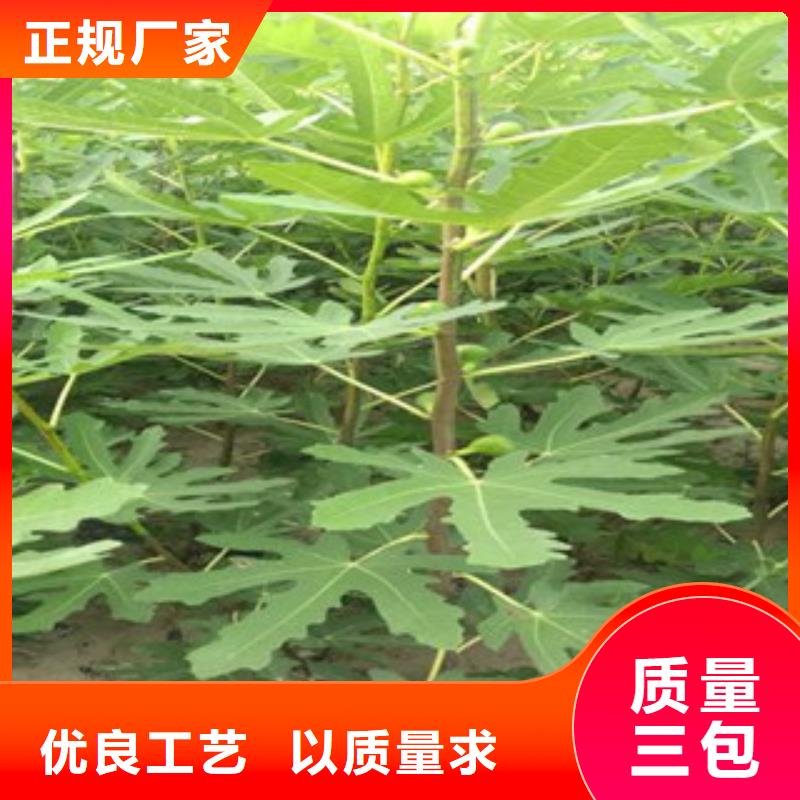 无花果苗-无花果苗放心之选同城厂家