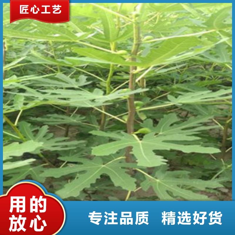 无花果苗采购认准大厂