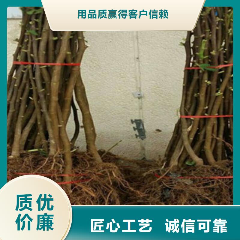 有现货的无花果苗生产厂家当地公司